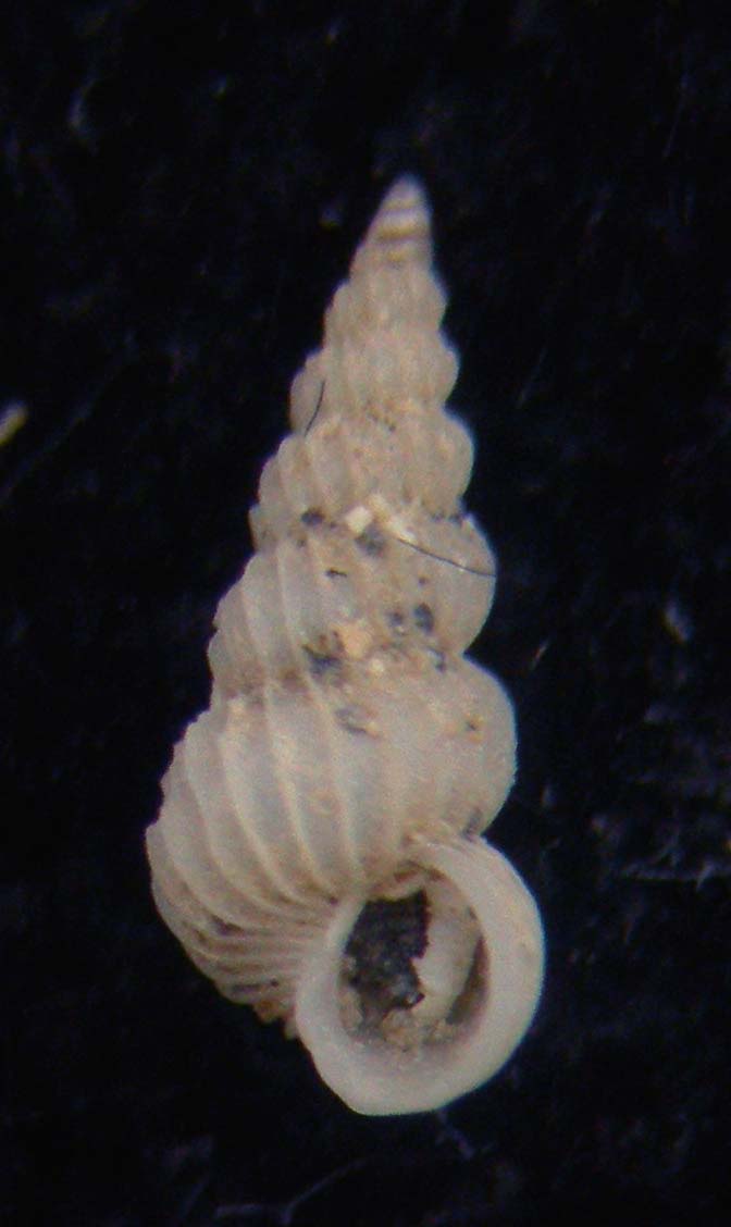 epitonium clathratulum